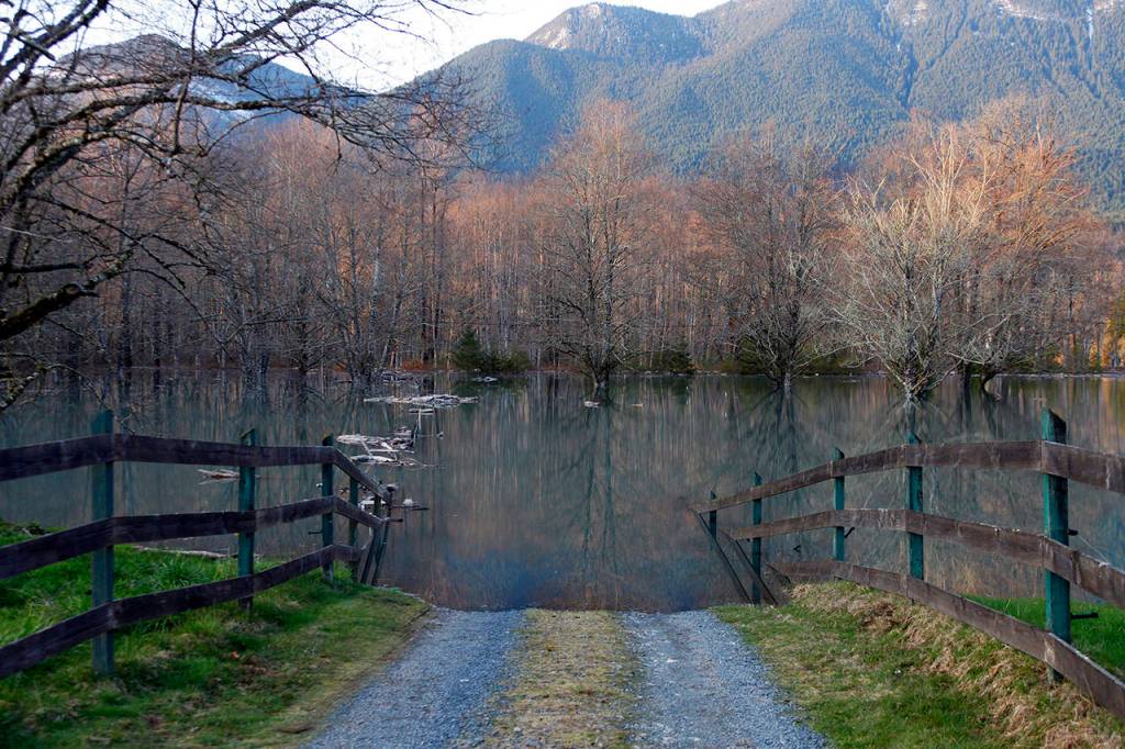 Floodwaters from the blocked North Fork Stillaguamish River cover part of the Young familys property on March 23, 2014. (Genna Martin / The Herald)