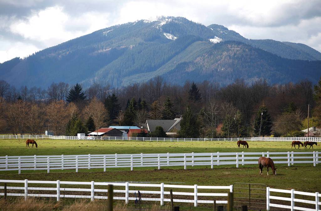 Horses graze on the Rhodes River Ranch in April 2012. (Mark Mulligan / The Herald)