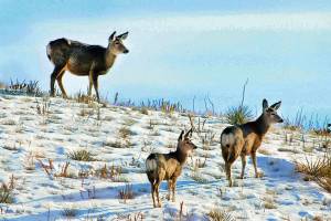 Deer seek foliage in retreating snow in grasslands near Miles City, Montana, in 2010. This area is typical of other grasslands and similar tracts that are included in a policy by acting U.S. Interior Secretary David Bernhardt, who is ordering federal land managers to give more consideration to public access concerns when selling or trading public land. The executives order Thursday comes amid longstanding complaints that millions of acres of state and federal land in the American West can be reached only through private property or small slivers of public land. (Steve Allison/Miles City Star via AP, File)