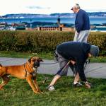 With his hand in a biodegradable bag made for this duty, Nick Garcia of Everett leans over to pick up after Balto, his 4-year-old boxer mix Tuesday morning in Grand Avenue Park. (Dan Bates / The Herald)