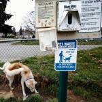 Oden, Elaign Fawcetts male Siberian husky, marks a spot near a sign with rules for using the off-leash area at Everetts Lowell Park. (Dan Bates / The Herald)
