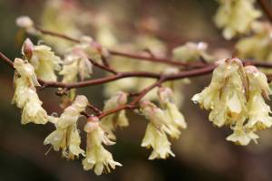 Great Plant Pick: Corylopsis pauciflora, buttercup winterhazel
