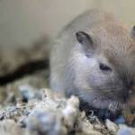 We have received over 20 fancy gerbils and they are all looking for new homes! They ranges in age from 5 months to 1 year and there are both male and females. Their coloring is Burmese and also grey and white and they are fairly large for gerbils. If you are looking for a new little friend come on down to see them. (Arleigh Movitz/Everett Animal Shelter)