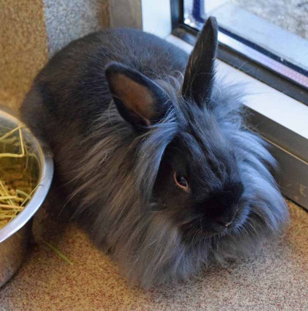 Meet Jive! He was born in our care along with his brother Tap. Now that these guys are big enough to be away from their mom they are ready for their forever home! Jive is a bit more spunky – but tolerates being handled. He likes to hide under the litter boxes but will warm up after time. (Arleigh Movitz/Everett Animal Shelter)