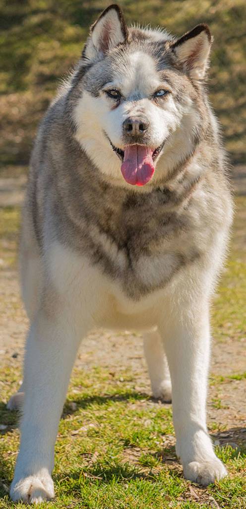 Max is a very sweet dog with a sordid past. Due to some instability in his life he has some unwanted behaviors. We are looking for the perfect home for him that will take the time to work with him and encourage him. Max knows many commands such as Sit, Stay, Heel, Gentle and Leave It. We are told he plays well with other dogs, but prefers to be an only dog in the household. He has been an outdoor only dog, so will need some training as he becomes a part of your family. He is anxious when left alone on his own. Max has food/possession aggression issues so no children. He will need to be left alone while eating. Max will need someone to work on his weight issues with regular exercise and diet. Come down and read about this guy! (Curt Story/Everett Animal Shelter)