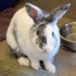 Meet Ravioli! This bunny came to us as a stray so we dont have much history on him. While he has been with us he has really enjoyed munching on his fresh veggies and hay. (Arleigh Movitz/Everett Animal Shelter)