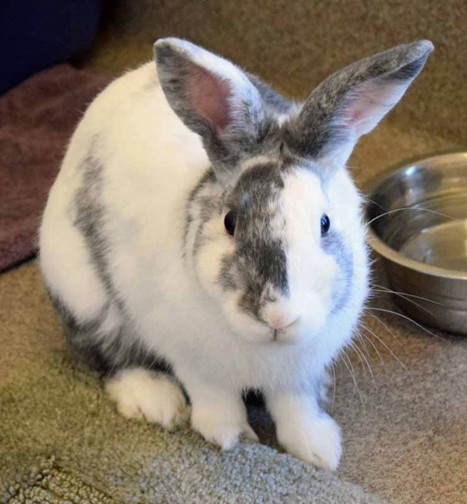 Meet Ravioli! This bunny came to us as a stray so we dont have much history on him. While he has been with us he has really enjoyed munching on his fresh veggies and hay. (Arleigh Movitz/Everett Animal Shelter)