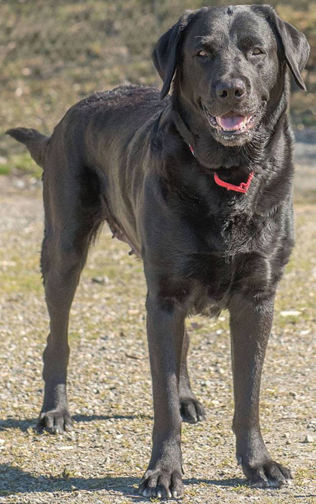 Sandy is a large active girl looking for a home with plenty of daily activities. She has lived with another large breed dog but will need a meet and greet with any resident canines. Sandy cannot be around small critters including small dogs and cats. She knows several commands and has lived with children. (Curt Story/Everett Animal Shelter)