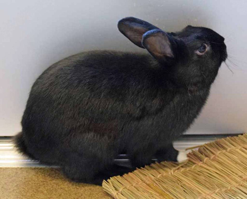 Why settle for dogs when you could adopt bunnies or gerbils?