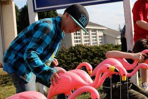 Coupeville residents can donate to avoid a flamingo flock