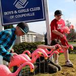 Sage Arends (left) and Dillin Kistner place pink flamingos on the Coupeville Boys & Girls clubs lawn. These flamingos will grace the yards of unsuspecting victims as part of the clubs new fundraiser. (Maria Matson / Whidbey News Group)