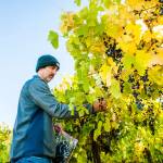 Chris Loeligers award-winning program at young TruthTeller Winery has allowed the Woodinville winemaker to expand and create a second tasting room in downtown Walla Walla. (Richard Duval Images)