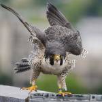 Merri, one of the adult peregrine falcons living atop UMass Lowells Fox Hall, lands on the edge of the roof after MassWildlife personnel returned her chicks after tagging them in Lowell, Massachusetts, on Jun2 2, 2015. MassWildlife is asking taxpayers to check a box on their 2019 state tax returns to help clean up pigeon droppings by saving peregrine falcons, a threatened species that preys on pigeons. (Ryan Hutton/The Eagle-Tribune via AP, File)