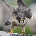Taxpayers are asked to support falcons, fight pigeon poop
