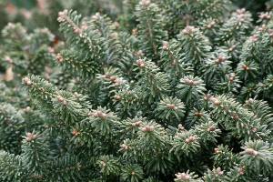 Great Plant Pick: Abies balsamea ‘Nana,’ dwarf balsam fir