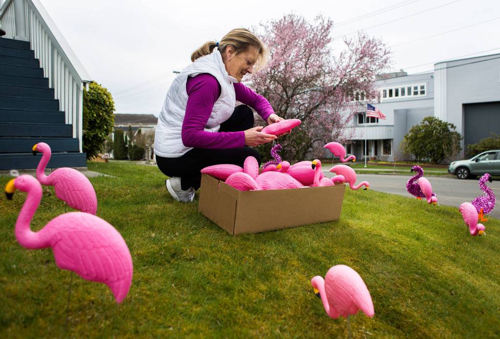 Suzanne Williamson picks up flamingos left in her yard by friends in celebration of her 70th birthday. I did it for their birthday so this was payback for all the neighbors to see, Williamson said. I would have picked them up yesterday but I was too hungover. (Olivia Vanni / The Herald)