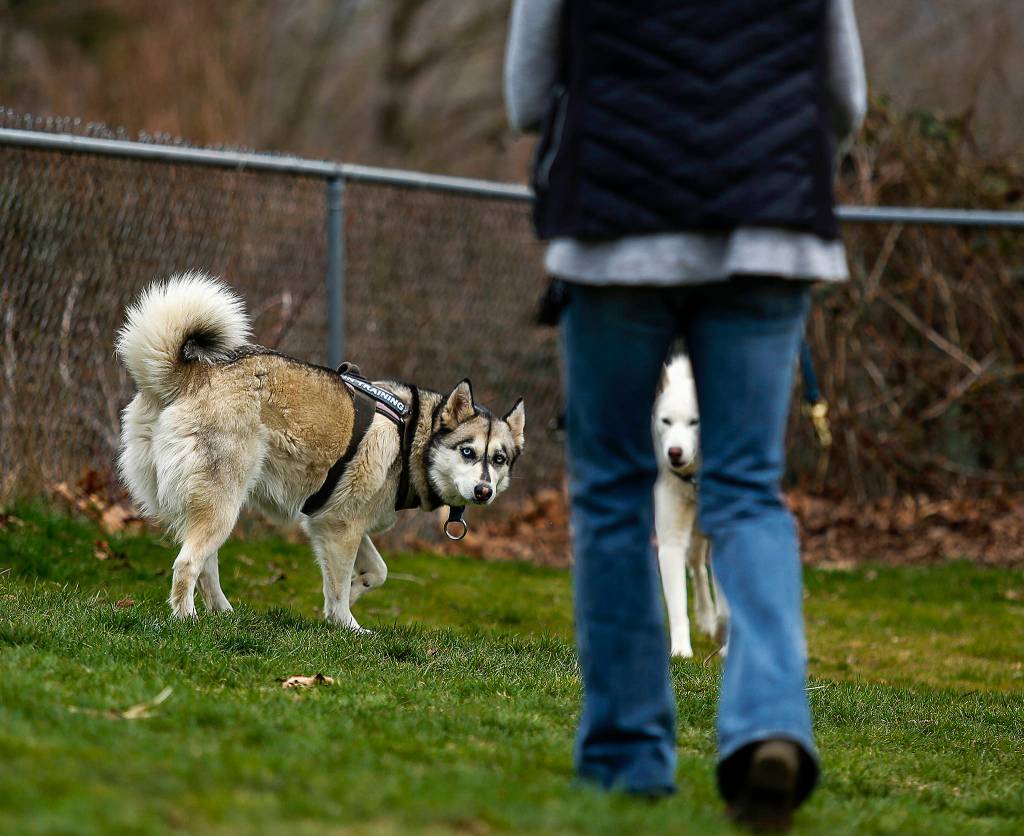 After <a href="https://www.heraldnet.com/news/pet-poop-and-plastic-bag-bans-whats-the-right-way-to-toss/" target="_blank">doing her duty</a>, female husky Sakari looks up at her owner, Joanne Arland, who walks toward her with a bag. Elaign Fawcetts white male Siberian husky, Oden, stands by. (Dan Bates / The Herald)