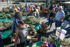 Customers look over the various plants at the Everett Garden Club plant sale at the corner of 52nd and Evergreen Way on Saturday, May 12, 2018 in Everett, Wa. (Andy Bronson / The Herald)