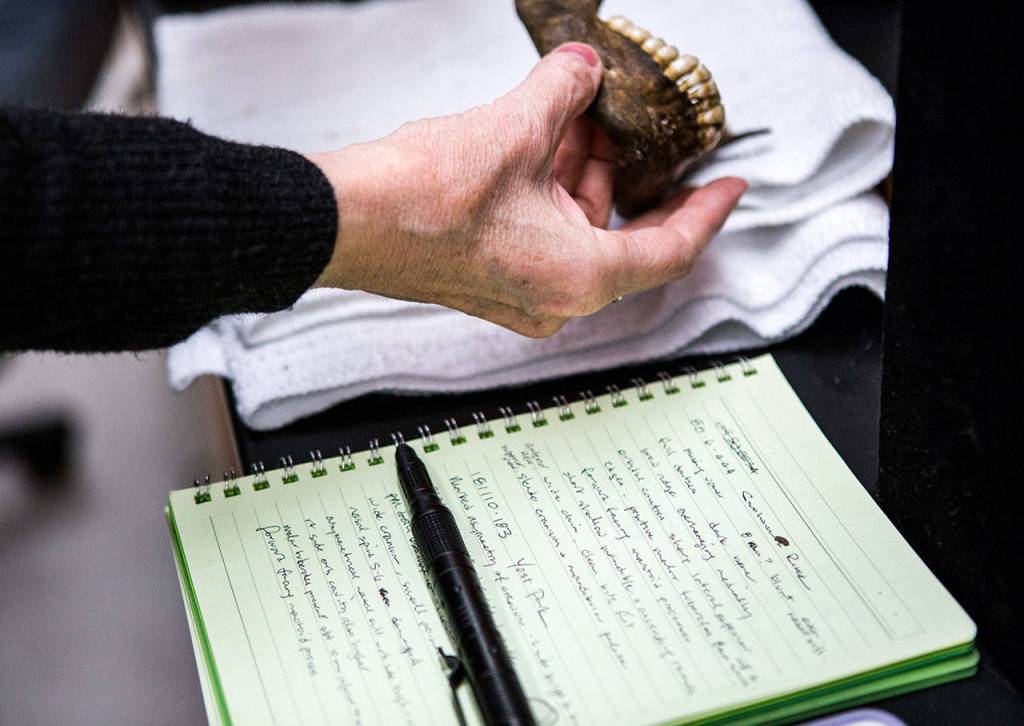 Natalie Murry examines the teeth on the jaw of one of her current facial reconstruction skulls and takes detailed notes at the King County Medical Examiners Office on March 14 in Seattle. (Olivia Vanni / The Herald)