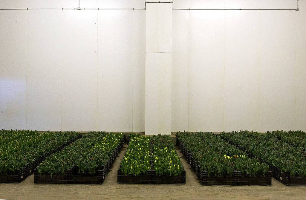Tulip bulbs begin to grow in a cooler. (Andy Bronson / The Herald)