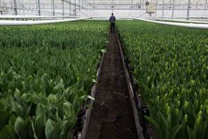 A man looks though an aisle of buds in the 170,000-square-foot greenhouse at Washington Bulb Company on Thursday, April 11, 2019 in Mount Vernon, Wash. RoozenGaarde, the retail division, is the public side of the enterprise, with fields to stroll, gift shops and bouquets of fresh flowers so visitors can bring the magic home. Washington Bulb Company is the wholesale operation of growing and shipping about 40 varieties of tulips. With 15 acres of climate-controlled greenhouses, plus warehouses and loading docks, it is as practical as the fields are pretty. (Andy Bronson / The Herald)