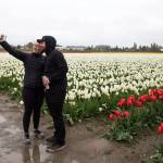 Brooke Whitfield and Kirby Snyder take a photo together while looking over tulips at the RoozenGaarde display garden on April 30, 2018, in Mount Vernon. (Andy Bronson / The Herald)