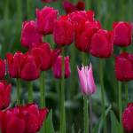 One tulip seems out of place among red tulips at the RoozenGaarde display garden on April 30, 2018, in Mount Vernon. (Andy Bronson / The Herald)