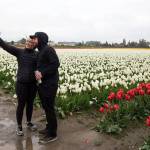 Want to visit the tulips without the traffic? Come early or late
