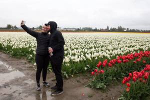 Want to visit the tulips without the traffic? Come early or late