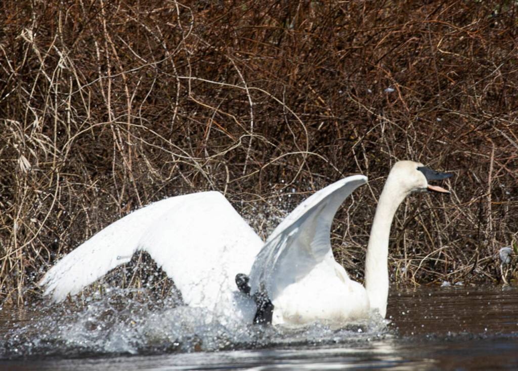 The trumpeter swan is the largest waterfowl in North America and the largest swan in the world. (Marc Hoffman / SongbirdPhoto.com)