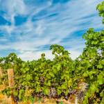 This obscure red grape grows in prominence beyond Bordeaux