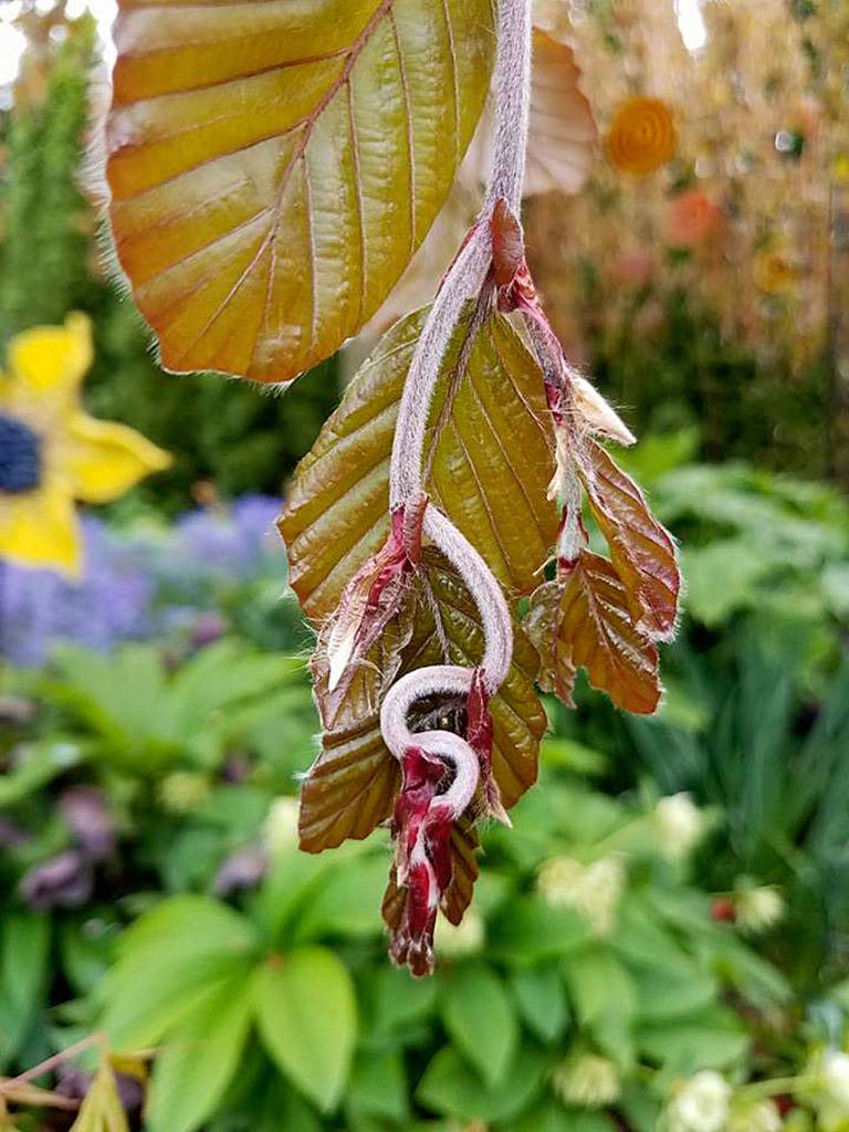 A close-up of new growth on a Beech tree. (Nicole Phillips)