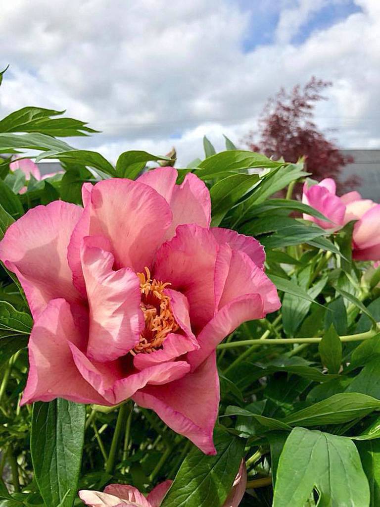 A peony enjoys a sunny spot in the garden. (Nicole Phillips)