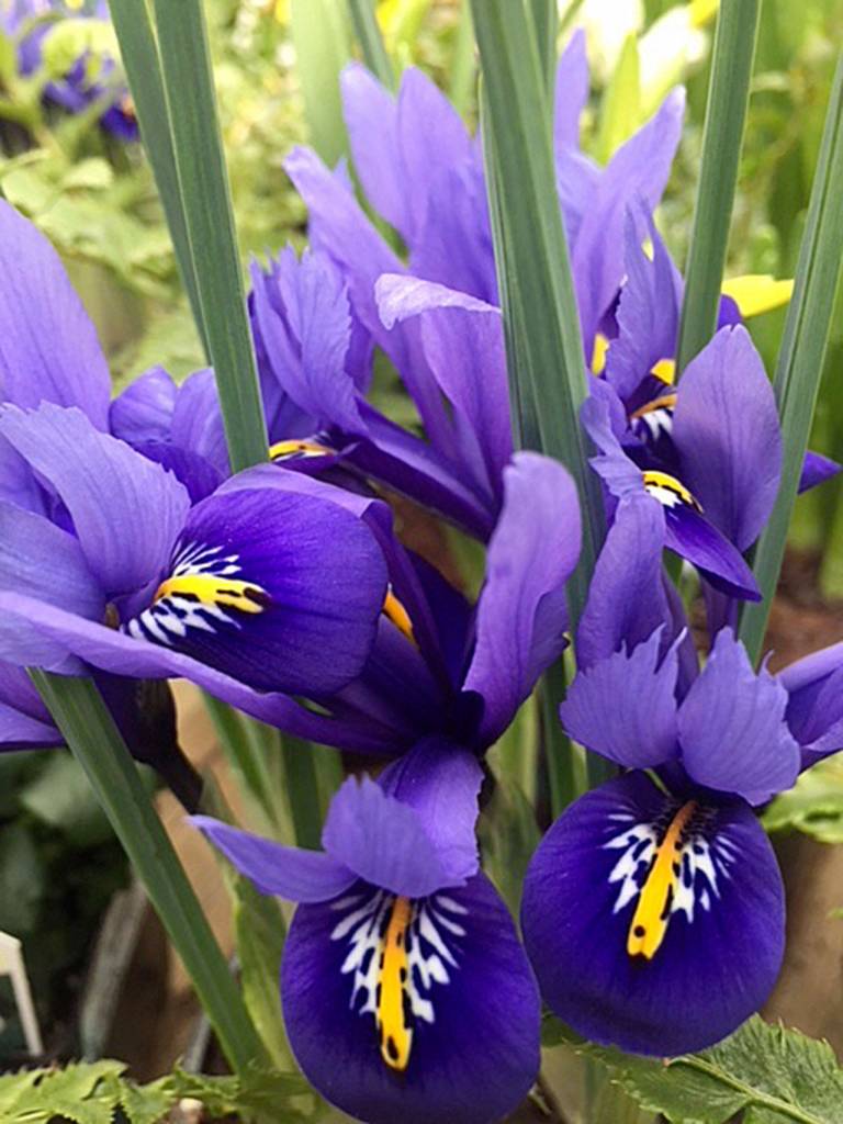 Irises are some of the showier flowers of spring. (Nicole Phillips)