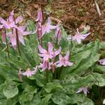This lily-like pink flower, with mottling reminiscent of a fawns coloring, is a native plant. (Richie Steffen)