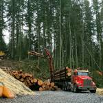 The site of the Frognal Estates subdivision was logged in December. Snohomish County is preparing to issue a grading permit for more extensive work on the proposed subdivision near Picnic Point Road. (Noah Haglund / The Herald)