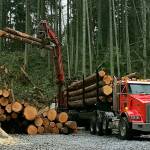 The site of the Frognal Estates subdivision was logged in December. Snohomish County is preparing to issue a grading permit for more extensive work on the proposed subdivision near Picnic Point Road. (Noah Haglund / The Herald)