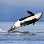 In this 2014 photo, a female orca leaps from the water while breaching in Puget Sound west of Seattle. (AP Photo/Elaine Thompson, File)