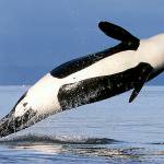 Groups sue to restrict salmon fishing, help Northwest orcas