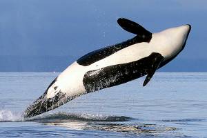 Groups sue to restrict salmon fishing, help Northwest orcas