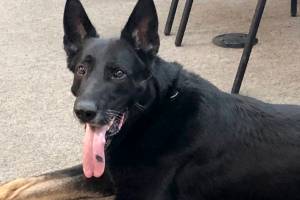 Lynnwood K-9 catches last suspect on way to retirement party
