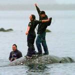 In this 1999 photo, two Makah whalers stand atop the carcass of a dead gray whale moments after helping tow it close to shore in the harbor at Neah Bay. Earlier in the day, they had killed the whale in their first successful hunt since voluntarily quitting whaling over 70 years earlier. (AP Photo/Elaine Thompson, File)