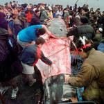 In this 1999, photo, a boy reaches out to touch the carcass as Makah Indian whalers strip a gray whale of its flesh and villagers and media members gather around following the tribes first successful whale hunt in over 70 years, in Neah Bay. (AP Photo/Elaine Thompson, File)
