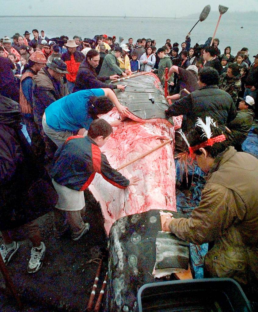 In this 1999, photo, a boy reaches out to touch the carcass as Makah Indian whalers strip a gray whale of its flesh and villagers and media members gather around following the tribes first successful whale hunt in over 70 years, in Neah Bay. (AP Photo/Elaine Thompson, File)