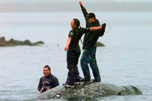 US proposes plan for Washington tribe to resume whale hunts