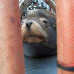 In this March 2018 photo, a California sea lion peers out from a restraint nicknamed The Squeeze near Oregon City, Oregon, as it is prepared for transport by truck to the Pacific Ocean about 130 miles away. The male sea lion was released south of Newport, Oregon, in a program designed to reduce the threat to wild winter steelhead and spring chinook salmon in the Willamette River. (AP Photo/Gillian Flaccus, File)