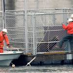 In this 2008 photo, crews work to move a captured sea lion into another cage on the Columbia River near Bonneville Dam in North Bonneville, Washington. (AP Photo/Don Ryan, File)