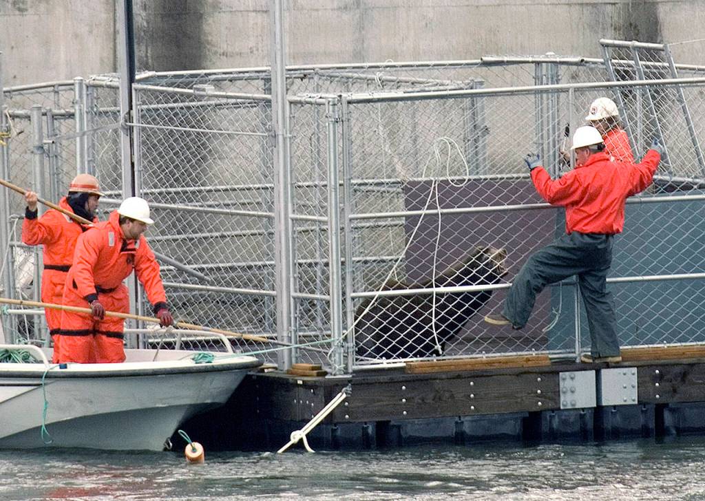 In this 2008 photo, crews work to move a captured sea lion into another cage on the Columbia River near Bonneville Dam in North Bonneville, Washington. (AP Photo/Don Ryan, File)
