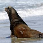 In this 2018 photo, a California sea lion designated #U253 heads towards the Pacific Ocean after being released in Newport, Oregon. (AP Photo/Don Ryan, File)