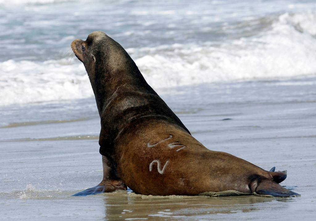 In this 2018 photo, a California sea lion designated #U253 heads towards the Pacific Ocean after being released in Newport, Oregon. (AP Photo/Don Ryan, File)